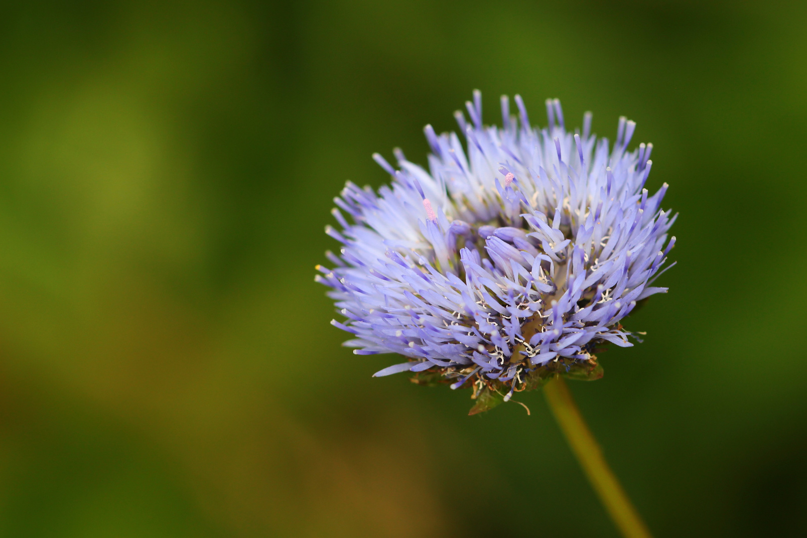 Sandglöckchen (Jasione montana) 