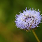 Sandglöckchen (Jasione montana) 