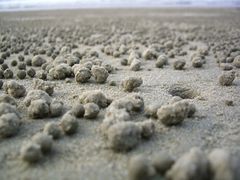 sandgrains