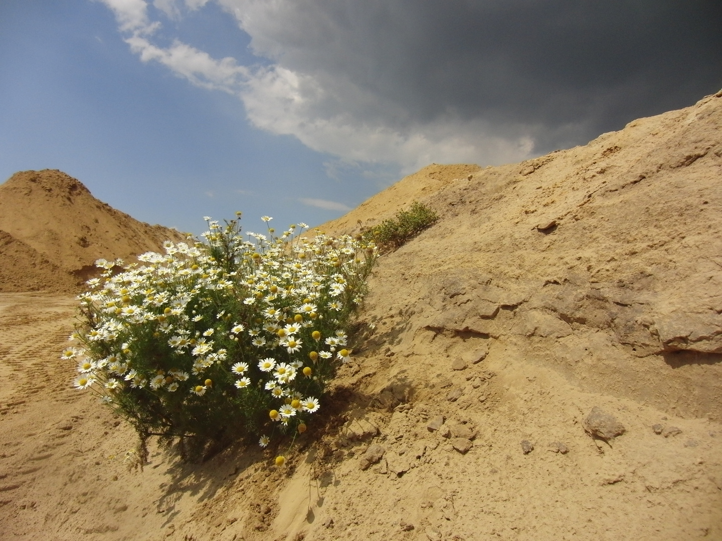 Sandgrube Greven Bockholt