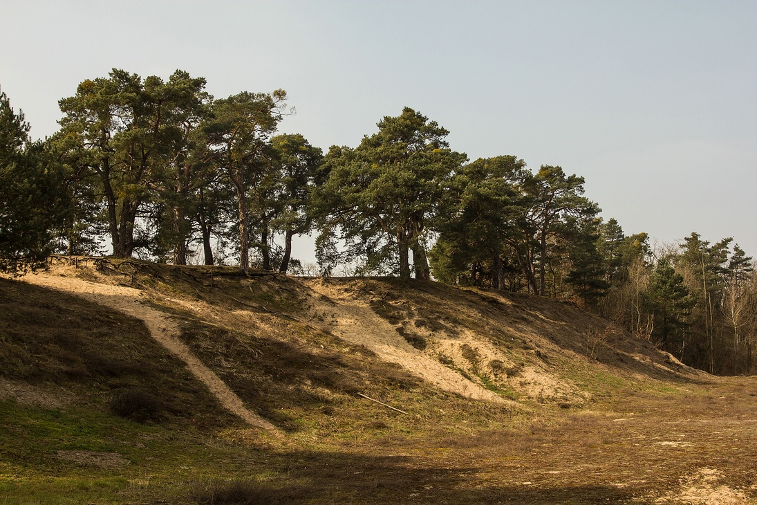 Sandhausener Dünen