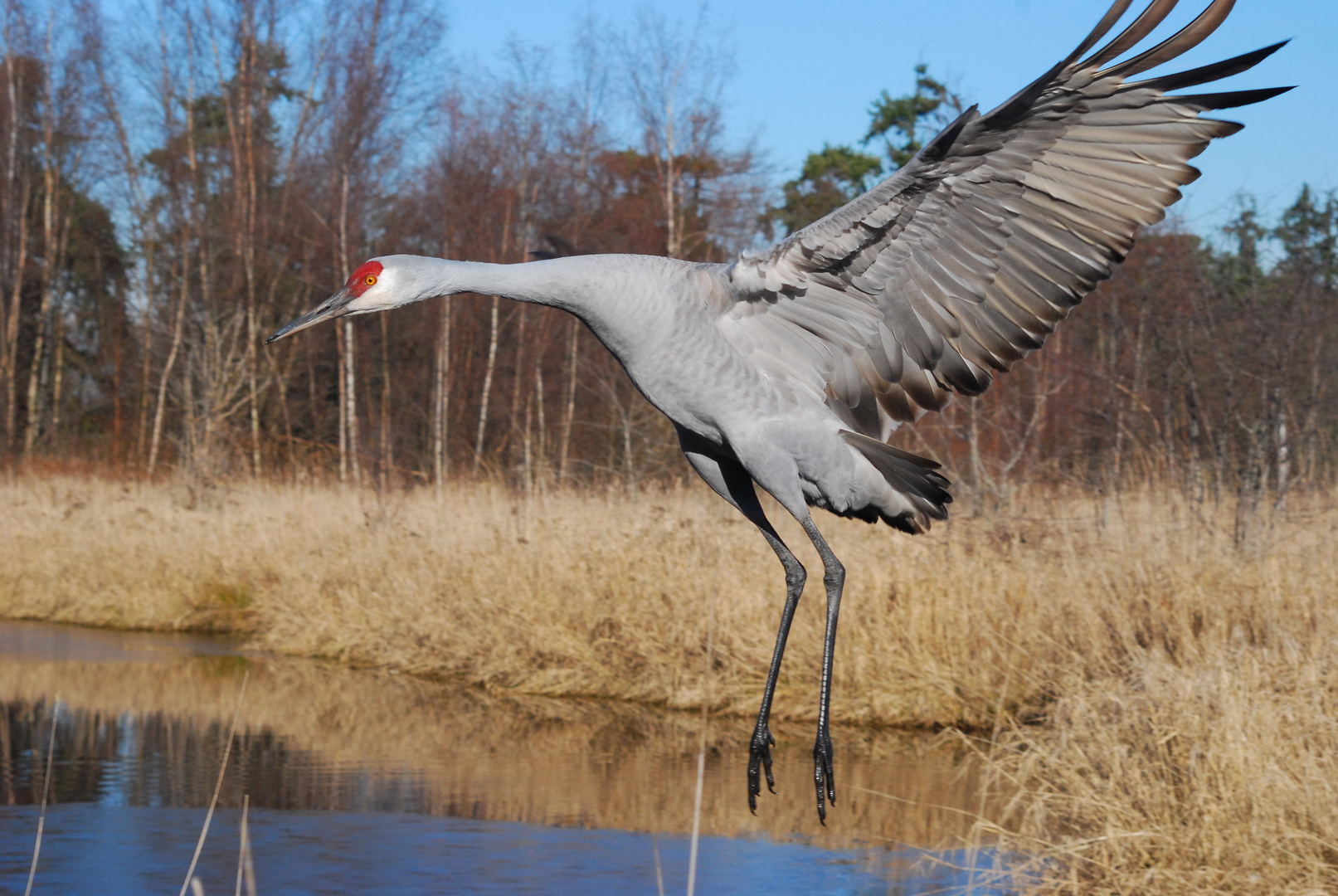 Sandhill Crane