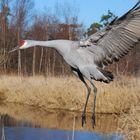 Sandhill Crane