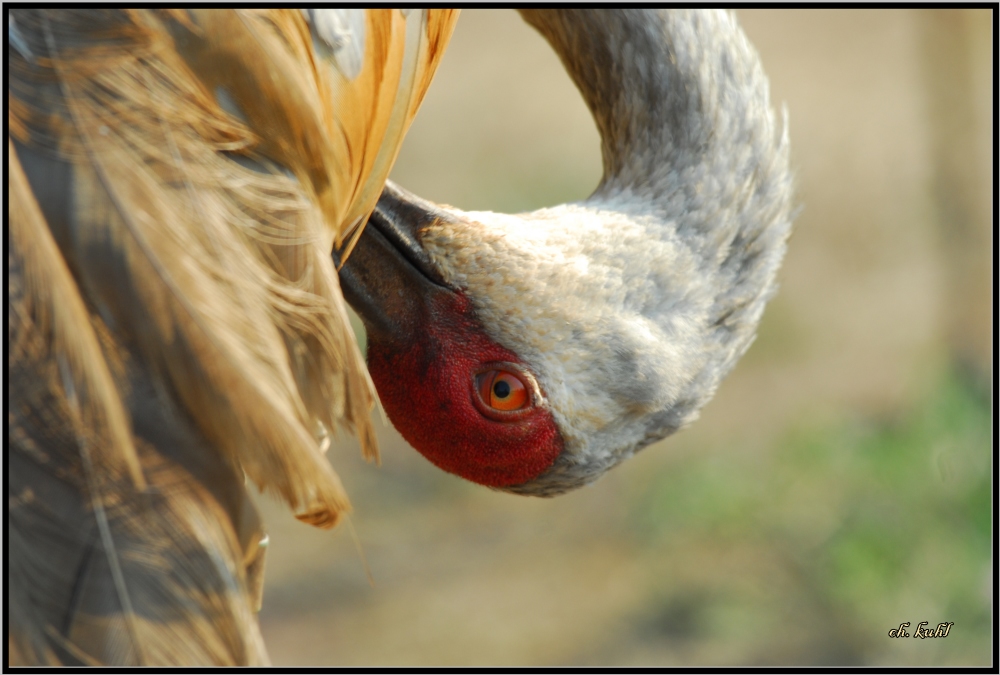 sandhill crane