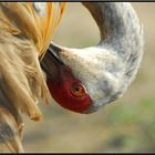 sandhill crane