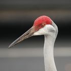 Sandhill Crane