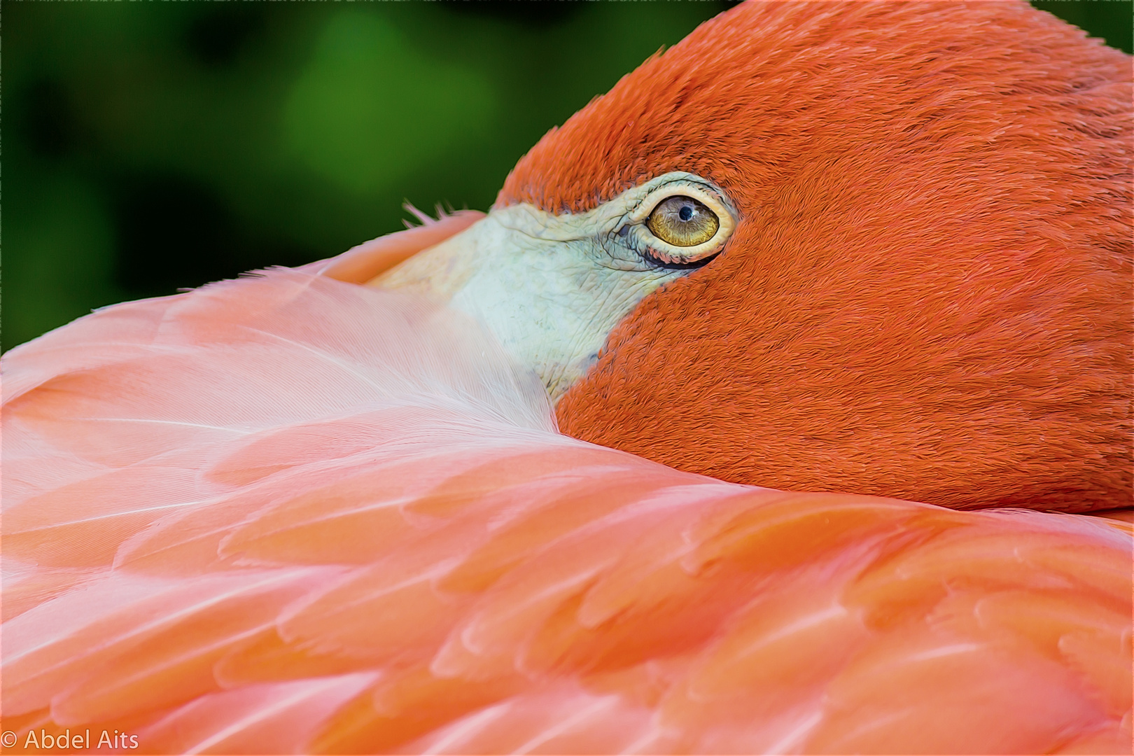 Sandhill Crane