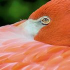 Sandhill Crane