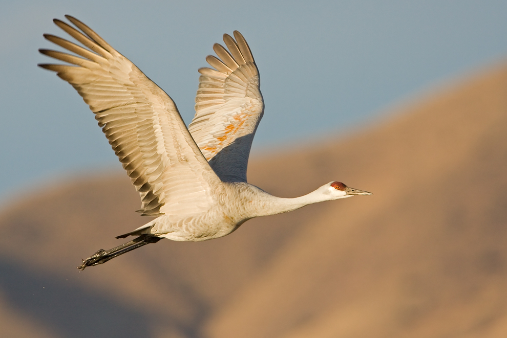 Sandhill Crane