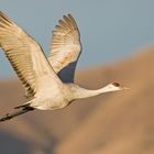 Sandhill Crane