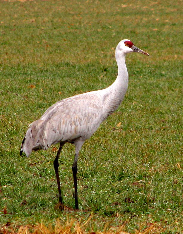 Sandhill Crane, Los Chavez, New Mexico