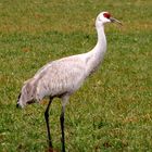 Sandhill Crane, Los Chavez, New Mexico