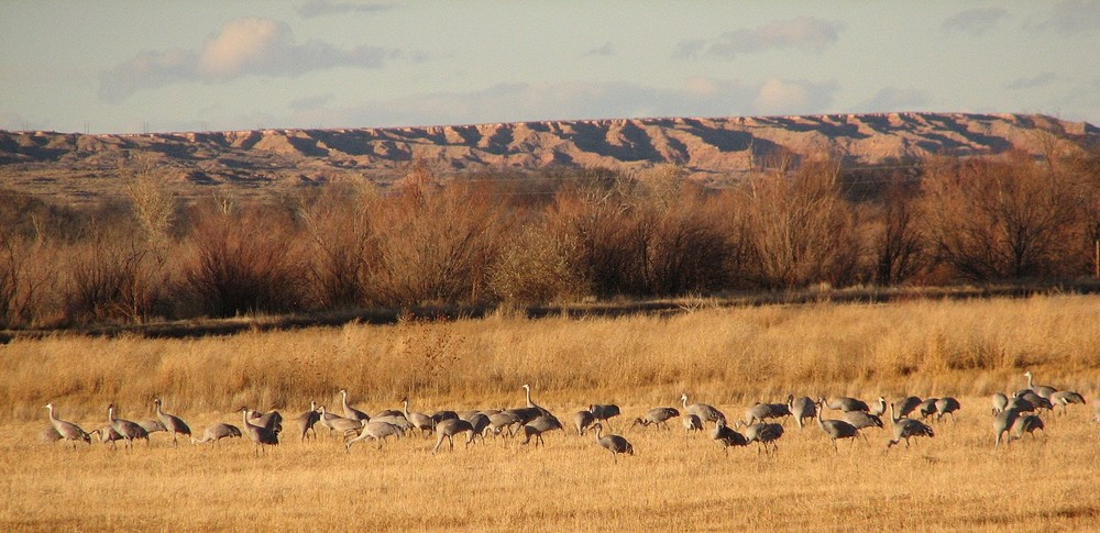 Sandhill Cranes 6