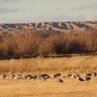 Sandhill Cranes 6