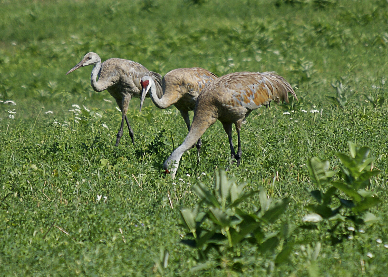 Sandhill Cranes