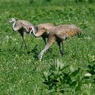 Sandhill Cranes