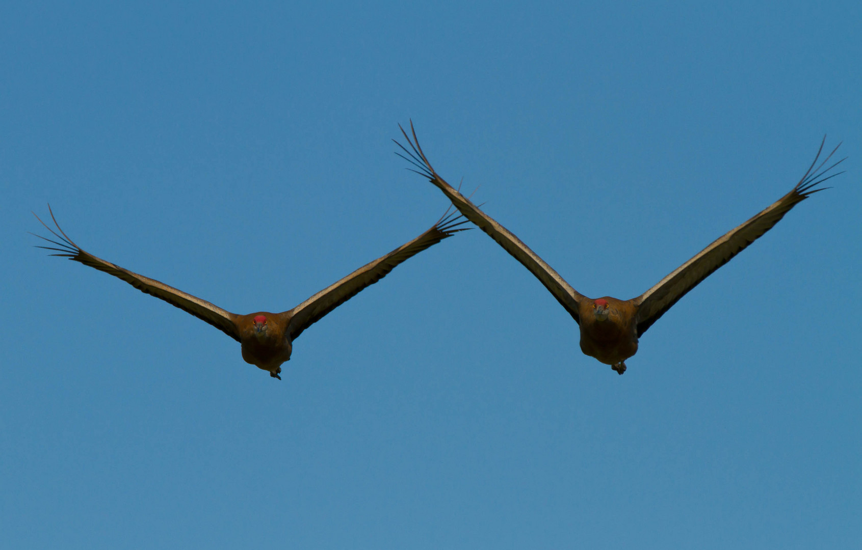 sandhill cranes