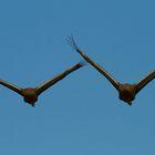 sandhill cranes