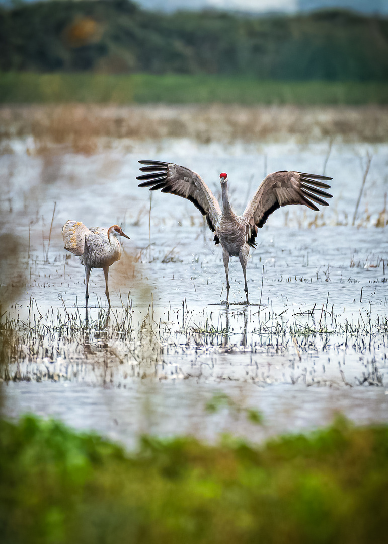 sandhill cranes