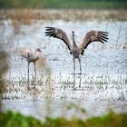 sandhill cranes