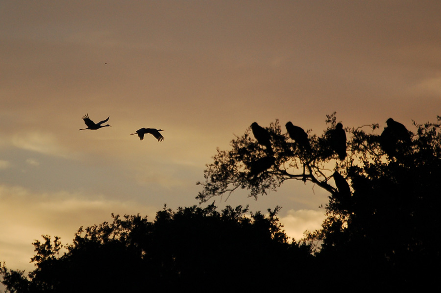 Sandhill Cranes (Grus canadensis) vor Sonnenaufgang - verschlafene Geier