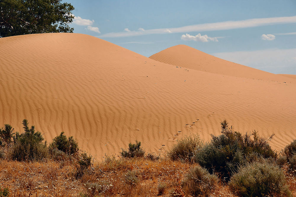 "Sandhills"