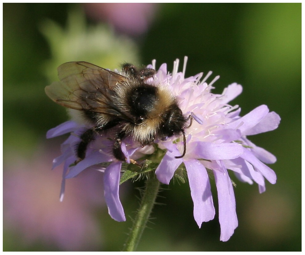 Sandhummel an..