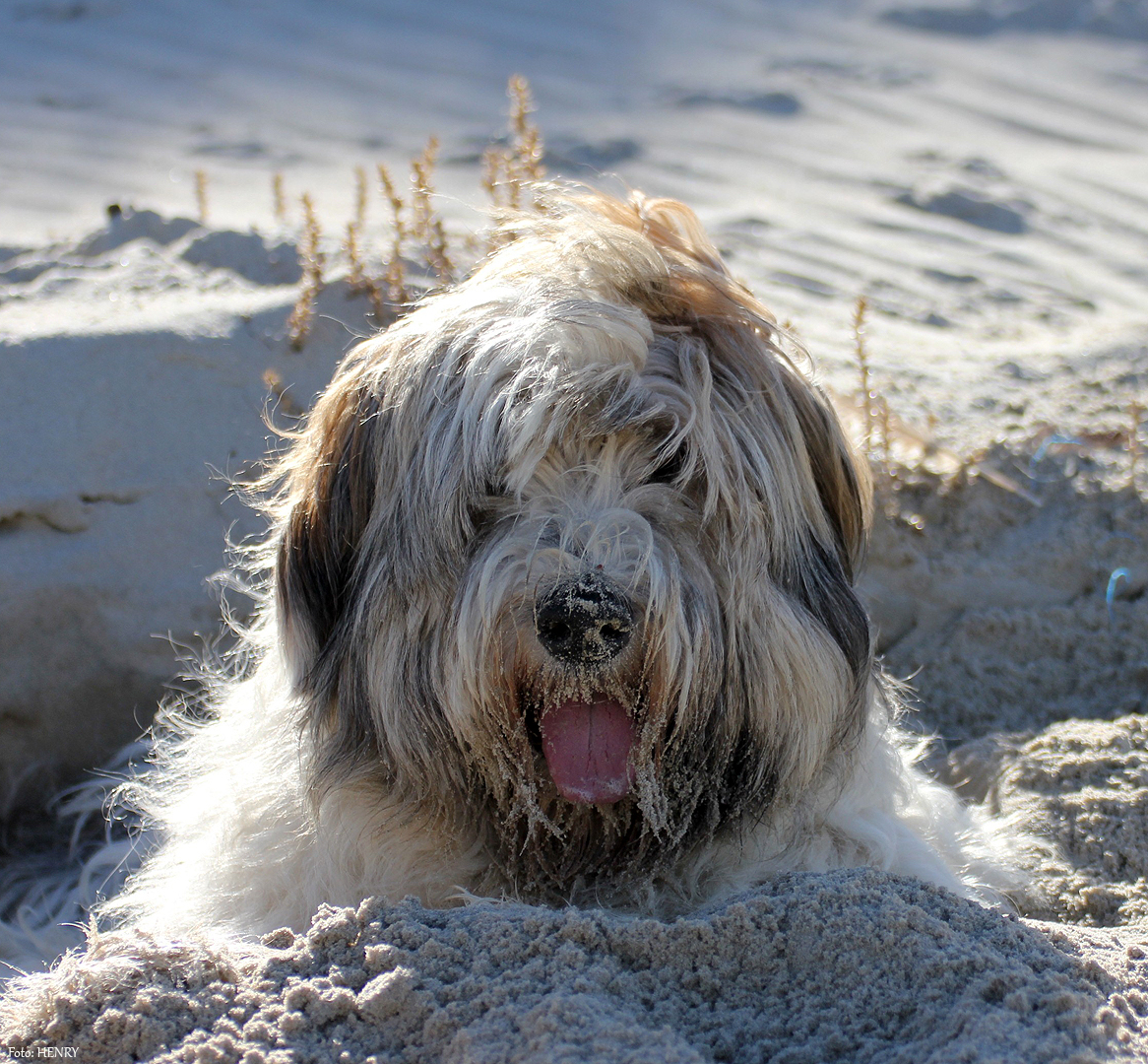 Sandhund