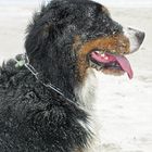 Sandhund