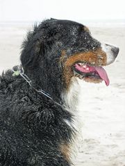 Sandhund