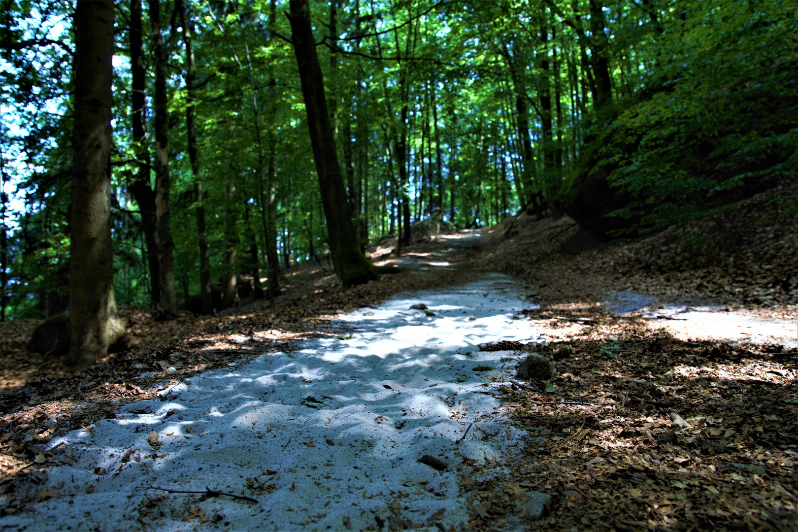 Sandiger Wald weg