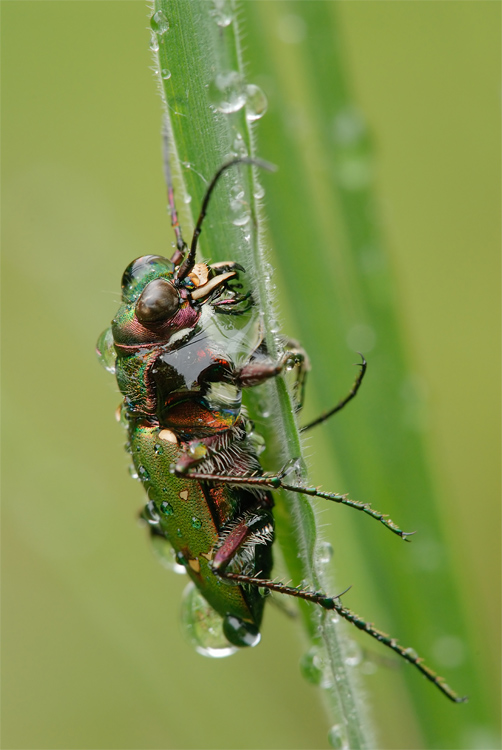 Sandkäfer im Regen