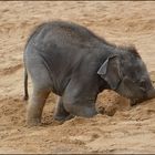Zoo Hannover