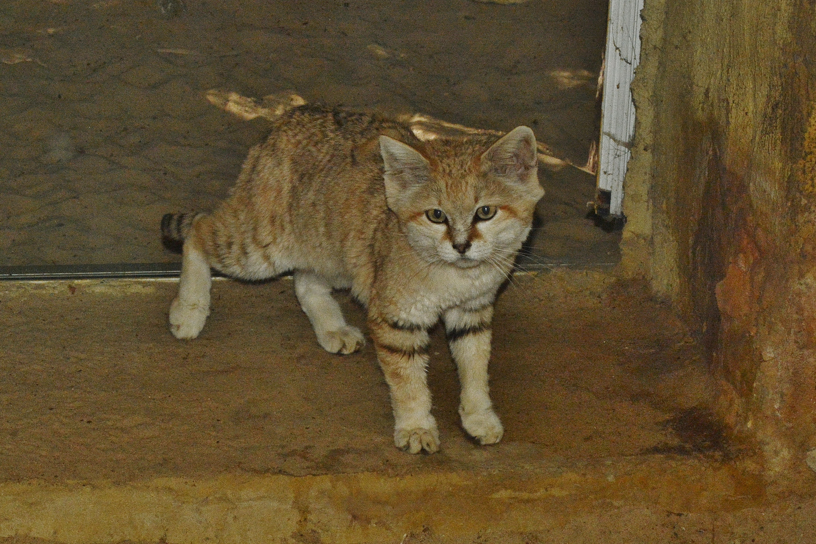 Sandkate, Felis margarita