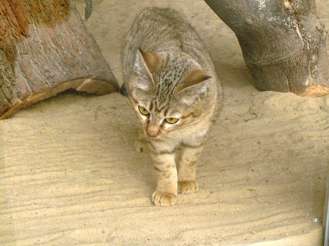 Sandkatze