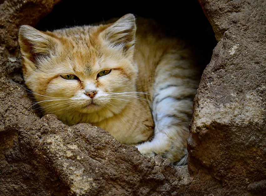 Sandkatze