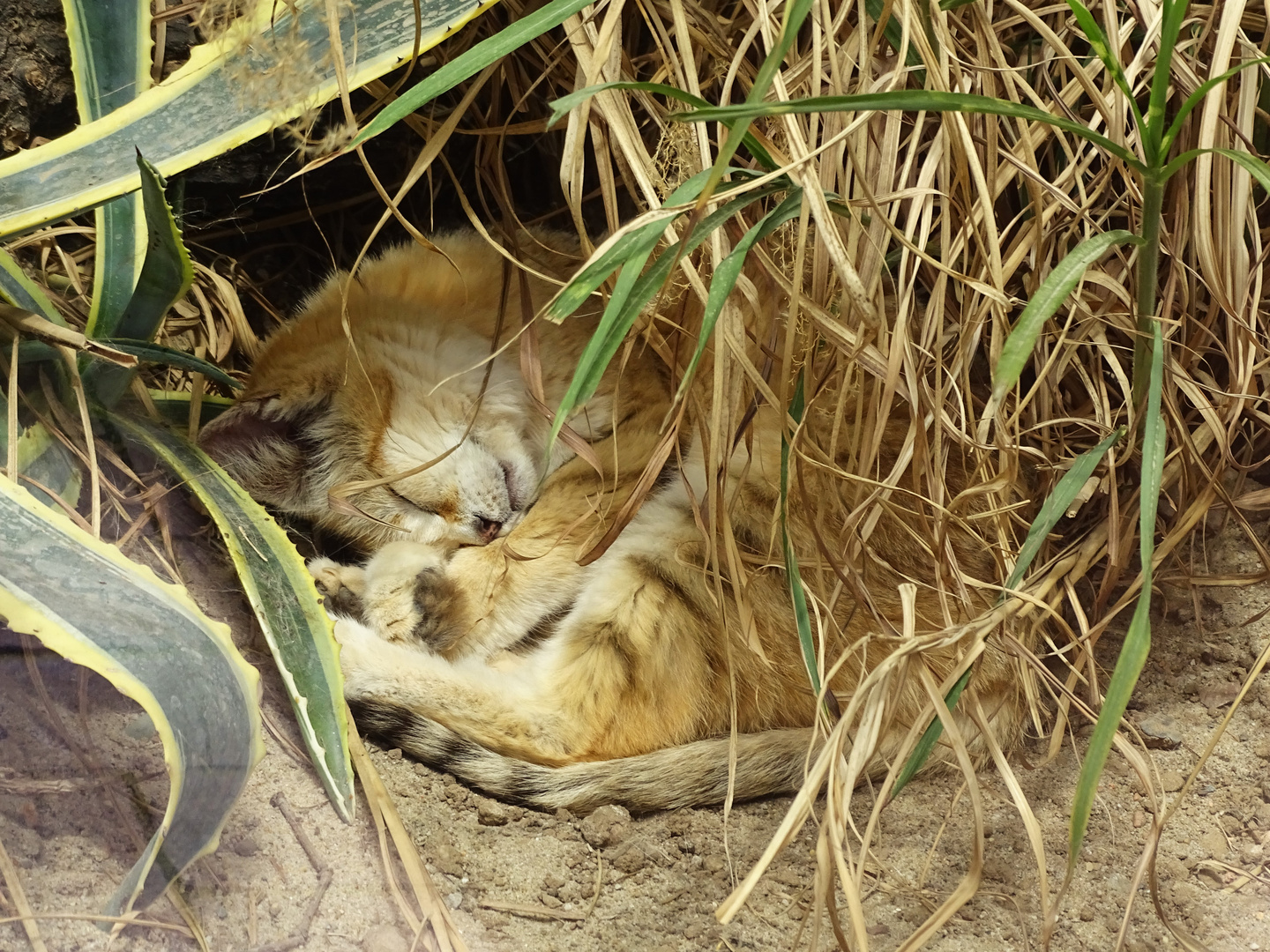 Sandkatze beim Mittagsschlaf