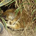 Sandkatze beim Mittagsschlaf