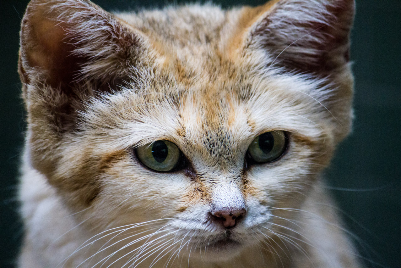 Sandkatze - Closeup - und vergessen welche Art das ist (jetzt ergänzt :-) )