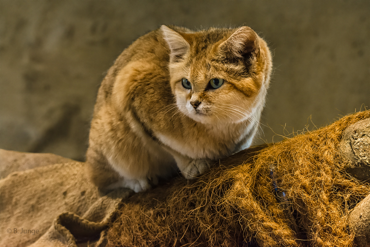 Sandkatze