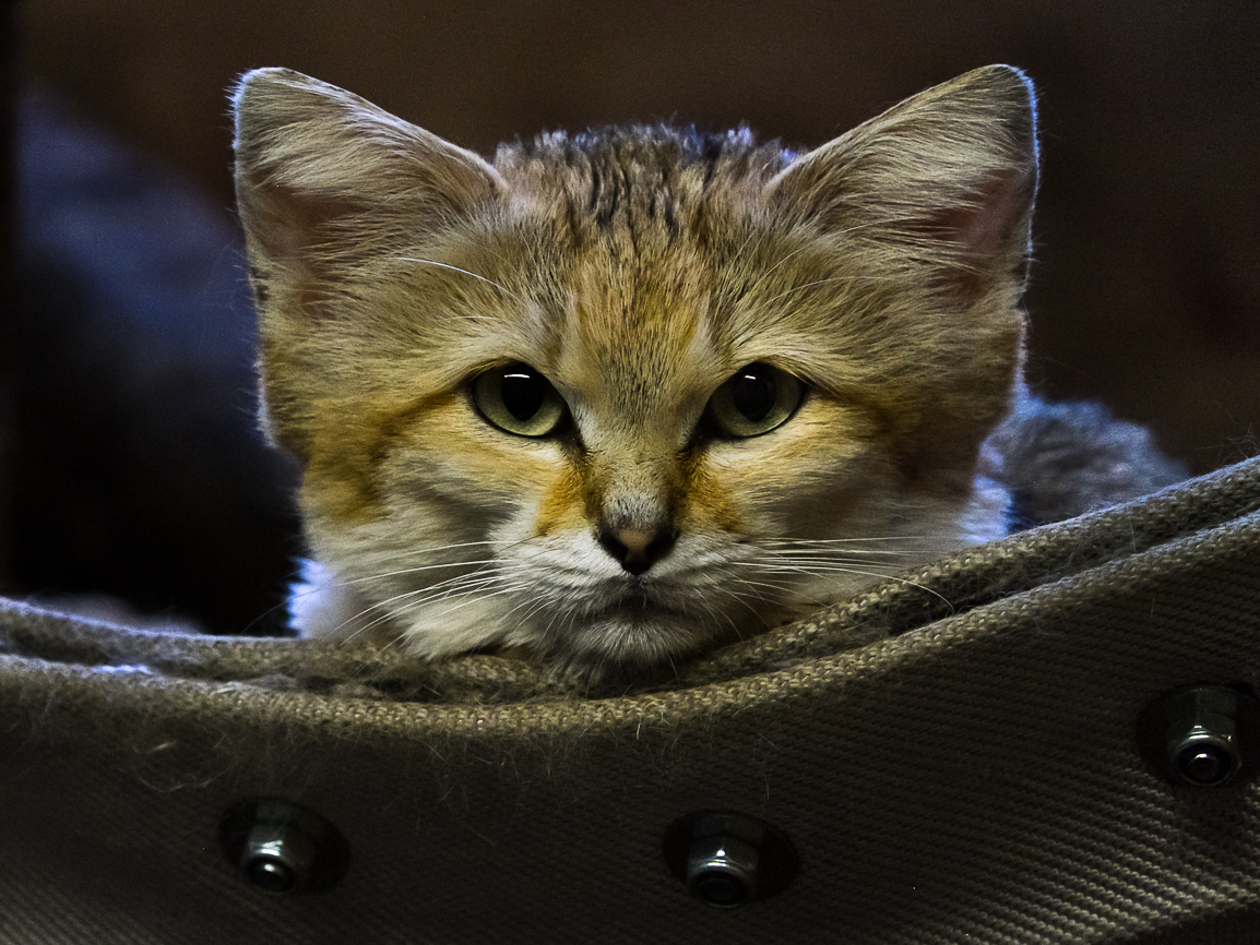 Sandkatze (Felis margarita) oder Wüstenkatze 