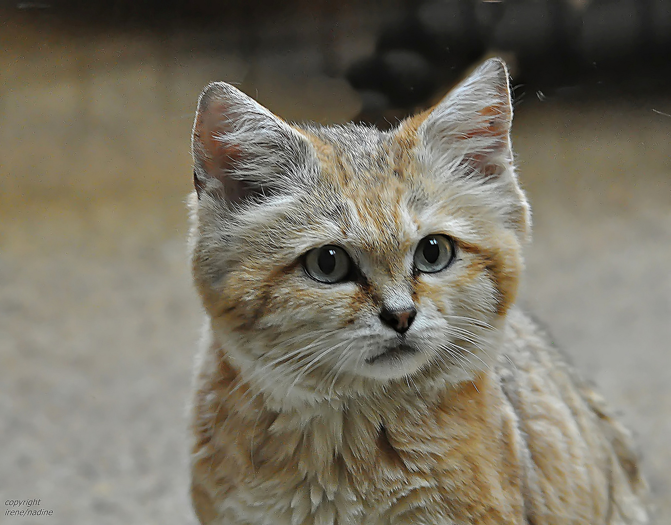 Sandkatze mit Dickschädel