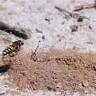 Sandknoten - wespe im Anflug