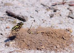 Sandknoten - wespe im Anflug