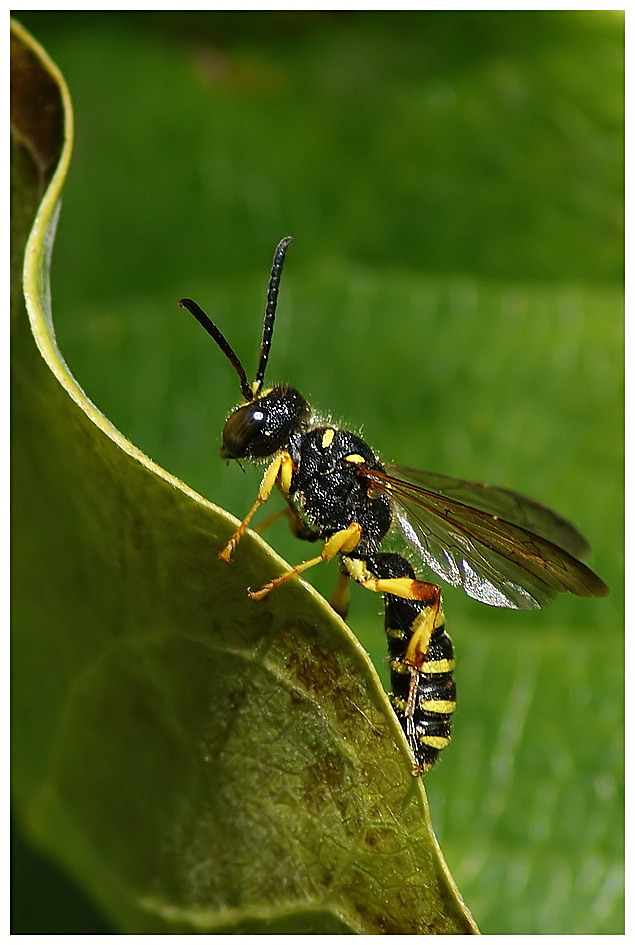 Sandknotenwespe (Cerceris arenaria)