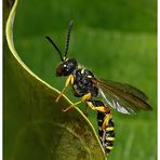 Sandknotenwespe (Cerceris arenaria)