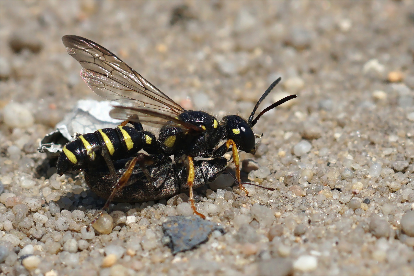 Sandknotenwespe -Cerceris arenaria -  mit  betäubten Rüsselkäfer 