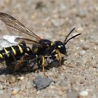 Sandknotenwespe -Cerceris arenaria -  mit  betäubten Rüsselkäfer 