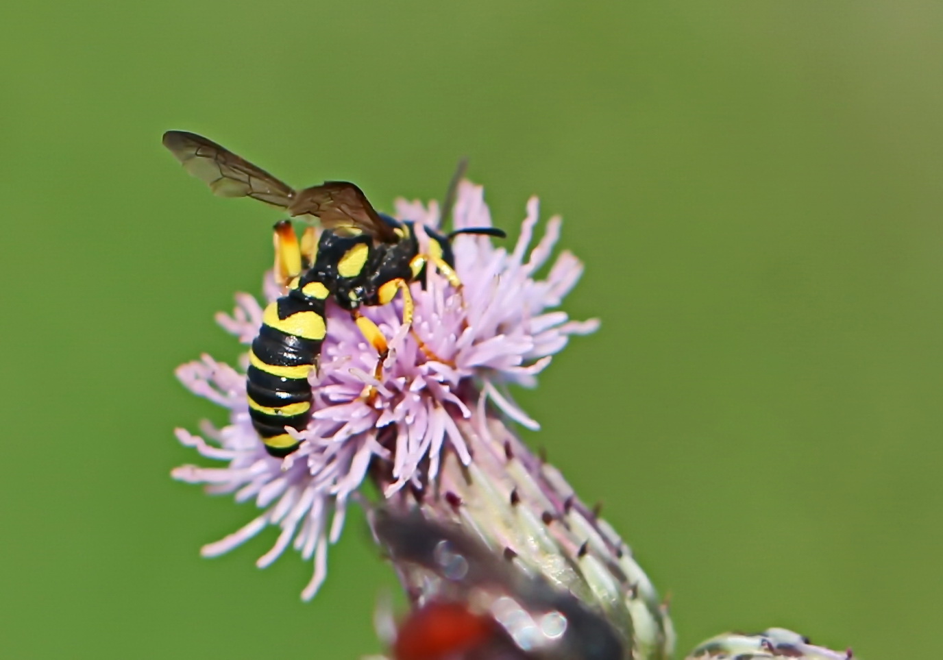 Sandknotenwespe,Cerceris arenaria