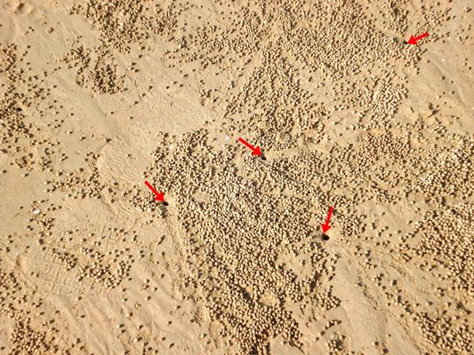 Sandkugeln der Sandblasenkrabbe